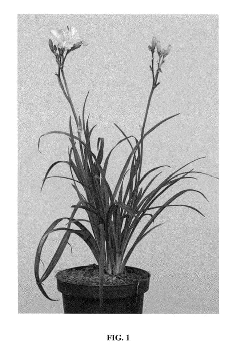 Figure 1 of US plant patent PP28485, the photograph of VER00323 printed in the patent.