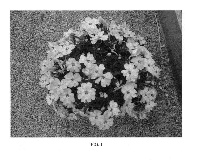 Figure 1 of US plant patent PP28486, the photograph of SAKIMP043 printed in the patent.