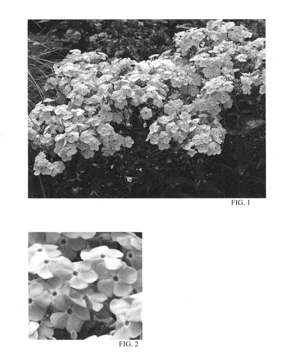 Figure 1 of US plant patent PP28487, the photograph of Amethyst Pearl printed in the patent.