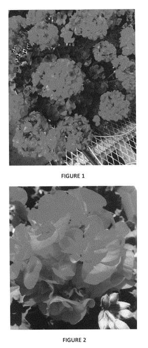 Figure 1 of US plant patent PP28488, the photograph of PEQZ0011 printed in the patent.