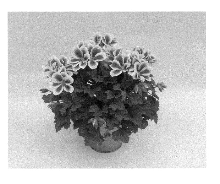 Figure 1 of US plant patent PP28489, the photograph of KLEPS15379 printed in the patent.