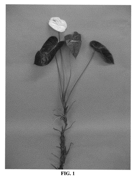 Figure 1 of US plant patent PP28490, the photograph of ANTHINEO printed in the patent.