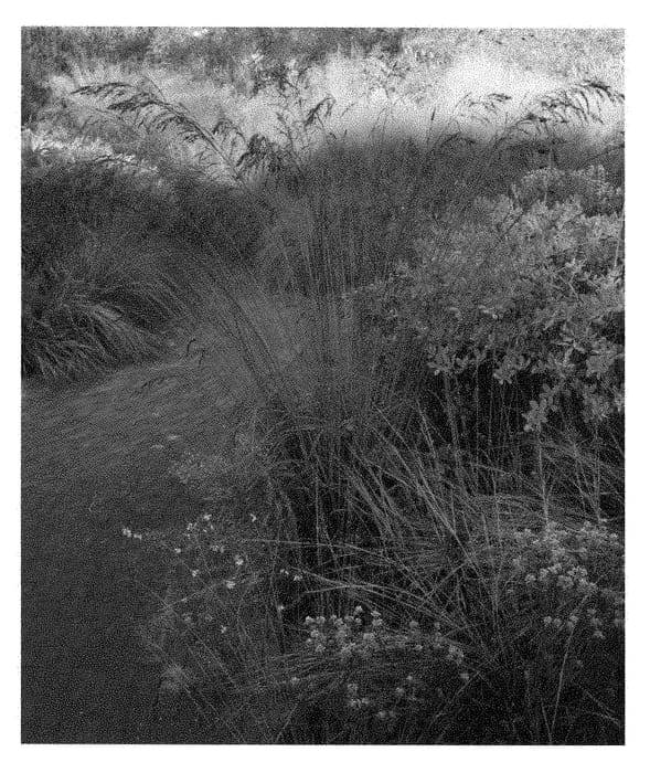 Figure 1 of US plant patent PP28491, the photograph of Dark Beauty printed in the patent.