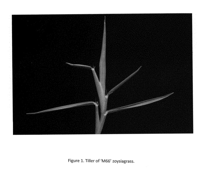 Figure 1 of US plant patent PP28492, the photograph of M66 printed in the patent.