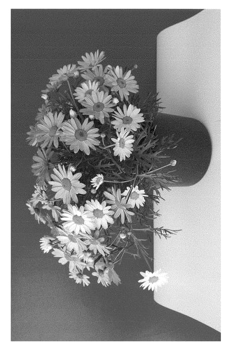 Figure 1 of US plant patent PP28493, the photograph of SUN 470 printed in the patent.