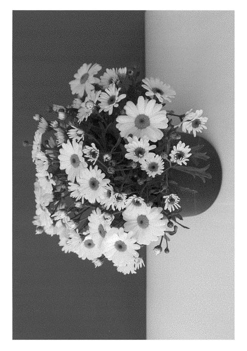 Figure 1 of US plant patent PP28494, the photograph of SUN 440 printed in the patent.