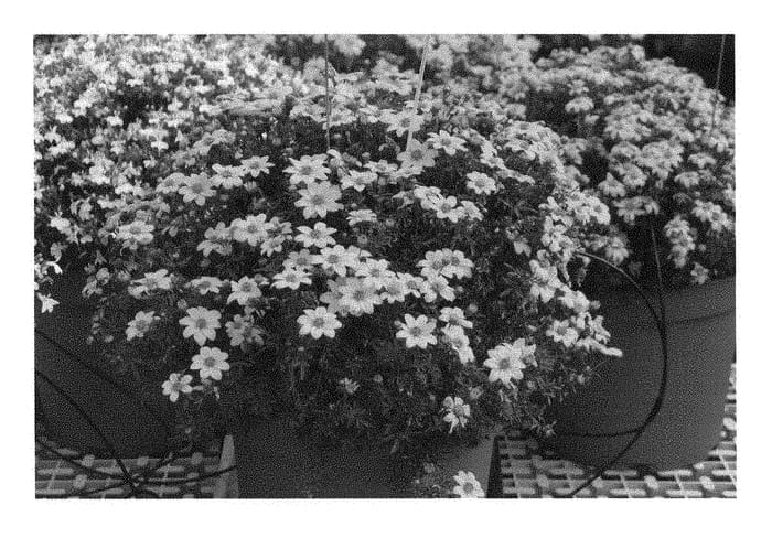Figure 1 of US plant patent PP28495, the photograph of KLEBF14326 printed in the patent.
