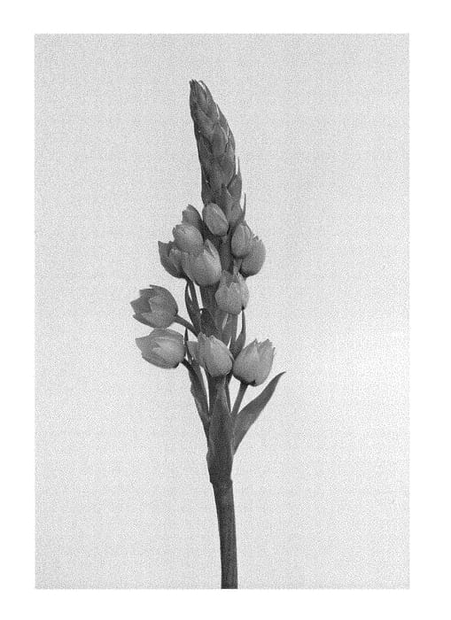 Figure 1 of US plant patent PP28496, the photograph of MFPRINSTAR printed in the patent.
