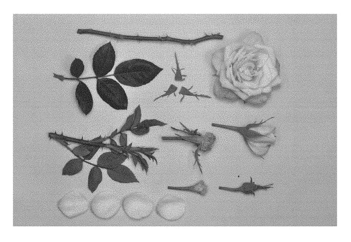 Figure 1 of US plant patent PP28499, the photograph of KORpot068 printed in the patent.