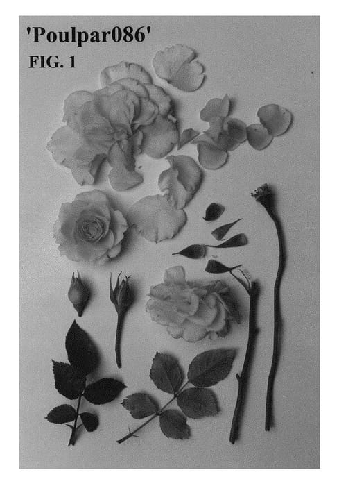 Figure 1 of US plant patent PP28500, the photograph of Poulpar086 printed in the patent.