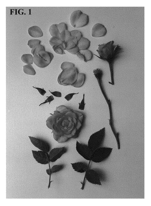 Figure 1 of US plant patent PP28501, the photograph of Poulpar087 printed in the patent.