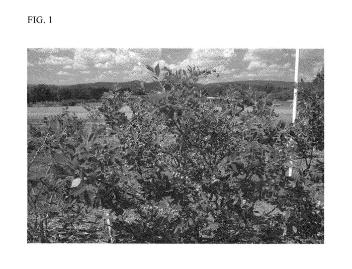 Figure 1 of US plant patent PP28502, the photograph of Norman printed in the patent.