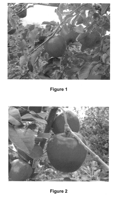 Figure 1 of US plant patent PP28503, the photograph of Shinku printed in the patent.