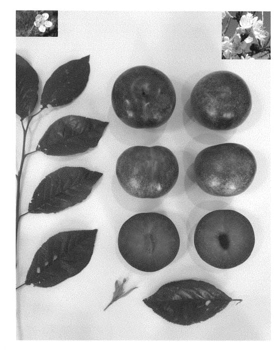 Figure 1 of US plant patent PP28504, the photograph of Plumsweet XVII printed in the patent.
