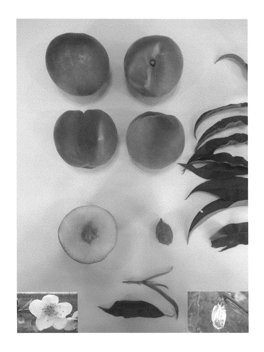 Figure 1 of US plant patent PP28505, the photograph of Pearl Princess III printed in the patent.