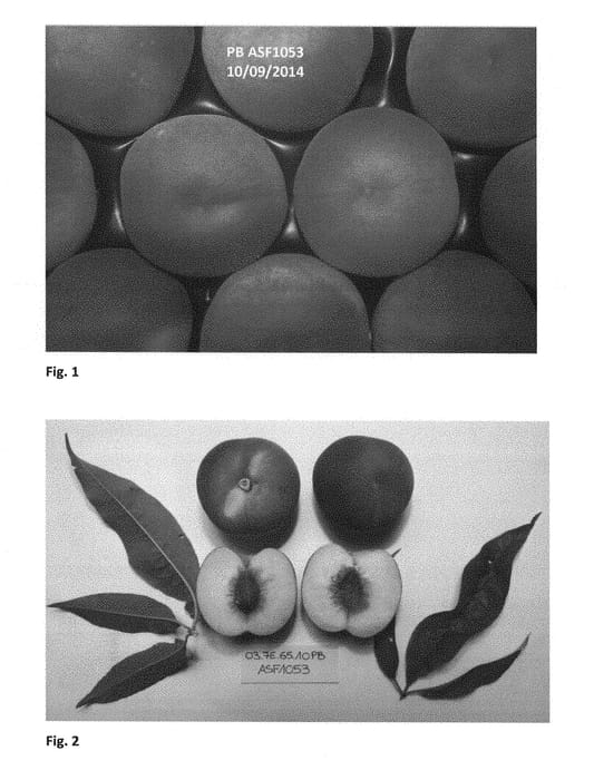 Figure 1 of US plant patent PP28506, the photograph of SWEETEMBER printed in the patent.