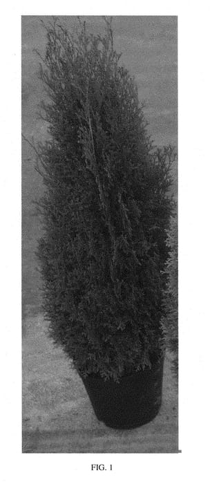 Figure 1 of US plant patent PP28507, the photograph of Lesdasma printed in the patent.