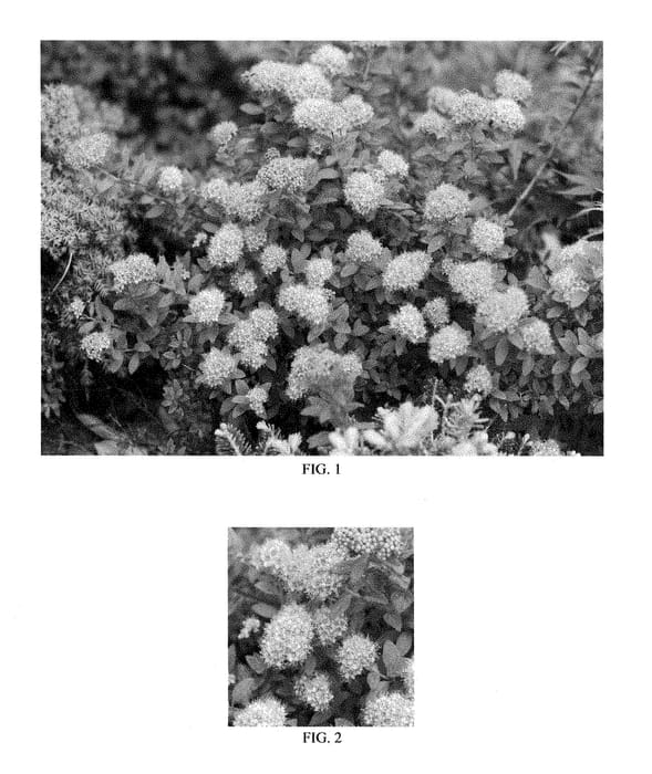 Figure 1 of US plant patent PP28508, the photograph of Odessa printed in the patent.