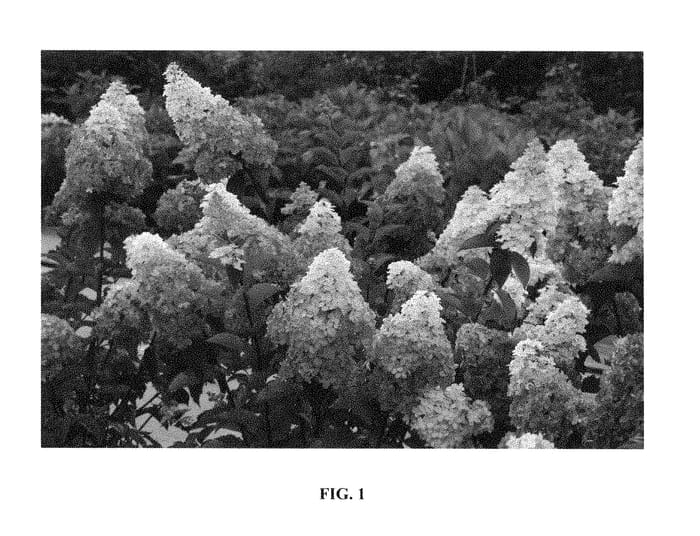 Figure 1 of US plant patent PP28509, the photograph of RENBA printed in the patent.