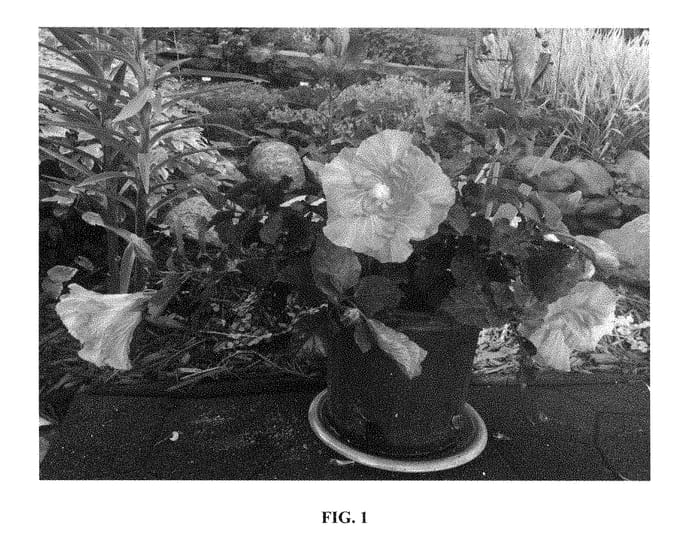 Figure 1 of US plant patent PP28510, the photograph of Lanouachita printed in the patent.