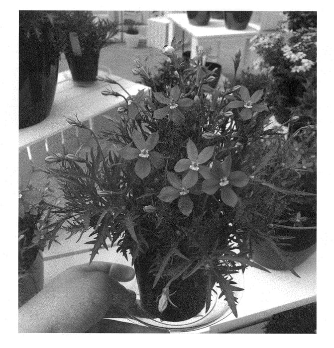 Figure 1 of US plant patent PP28511, the photograph of TMLU 1301 printed in the patent.