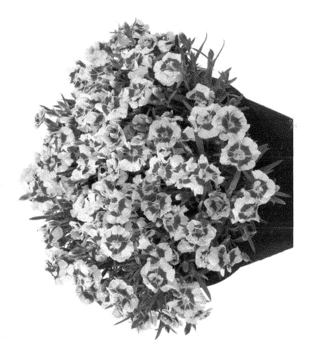 Figure 1 of US plant patent PP28512, the photograph of Hilkaylee printed in the patent.