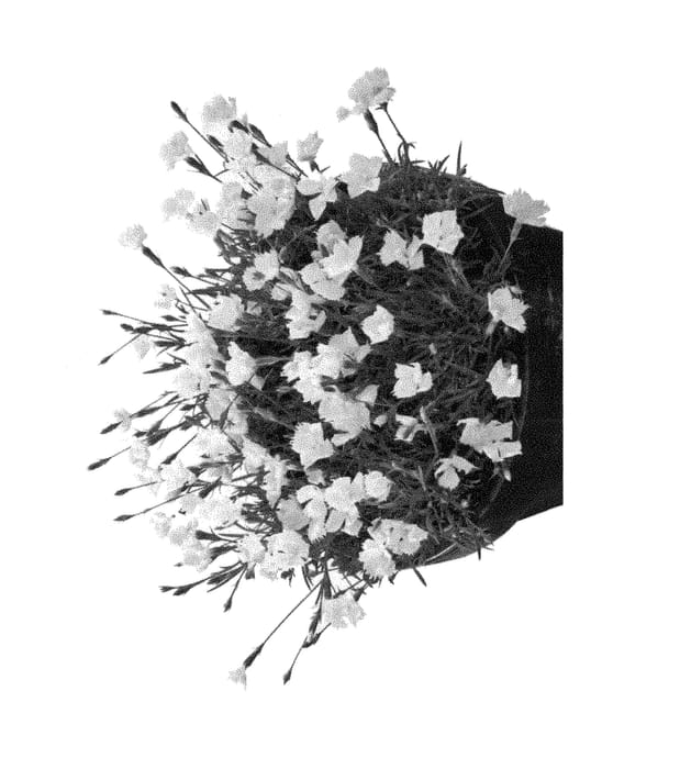 Figure 1 of US plant patent PP28513, the photograph of Hilbeagisel printed in the patent.