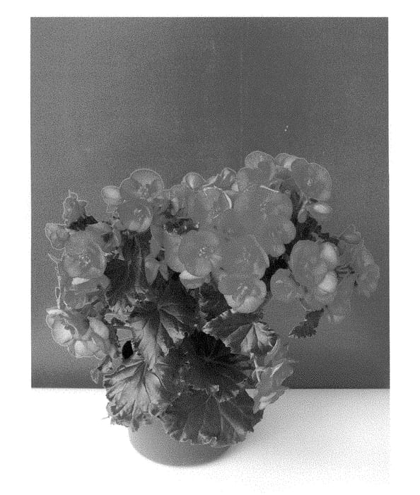 Figure 1 of US plant patent PP28515, the photograph of BKPBEEEBP printed in the patent.