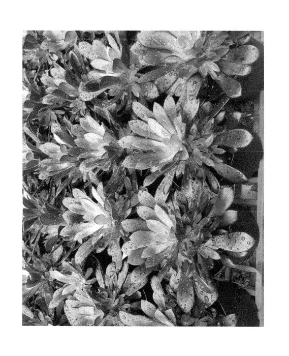 Figure 1 of US plant patent PP28516, the photograph of MOBamagnum printed in the patent.