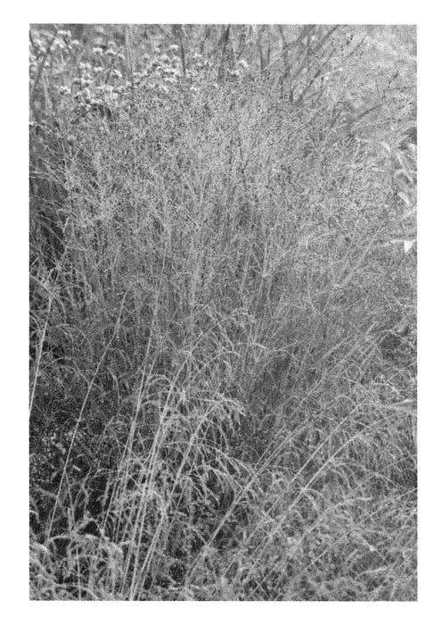Figure 1 of US plant patent PP28518, the photograph of Purple Tears printed in the patent.