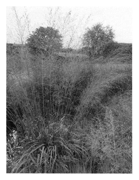 Figure 1 of US plant patent PP28519, the photograph of Crystal Veil printed in the patent.