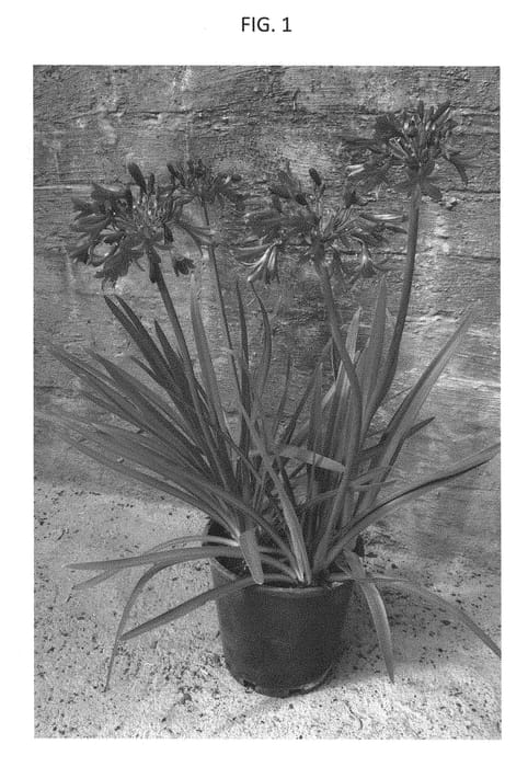 Figure 1 of US plant patent PP28520, the photograph of AMPU001 printed in the patent.