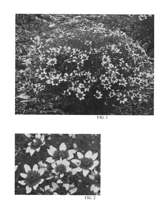 Figure 1 of US plant patent PP28521, the photograph of Curry Up printed in the patent.