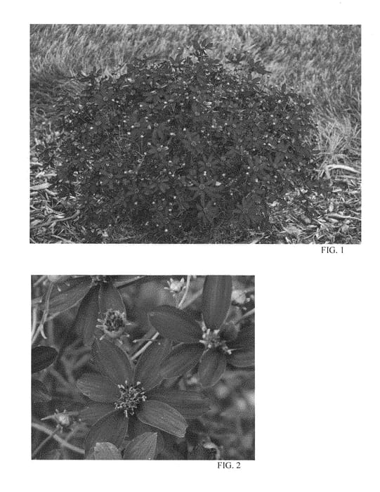 Figure 1 of US plant patent PP28522, the photograph of Hot Paprika printed in the patent.