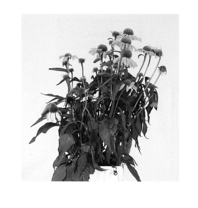 Figure 1 of US plant patent PP28523, the photograph of Echgol243 printed in the patent.