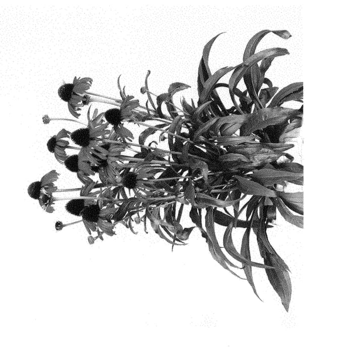 Figure 1 of US plant patent PP28524, the photograph of POST301 printed in the patent.