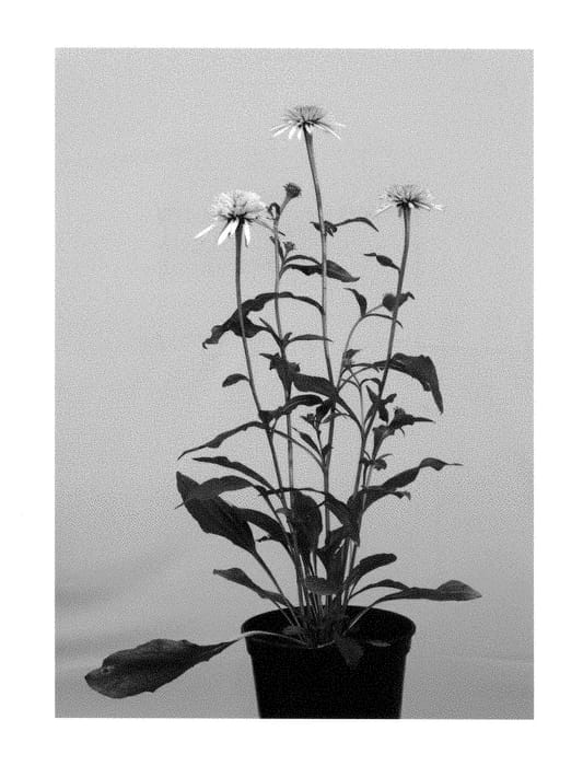 Figure 1 of US plant patent PP28525, the photograph of Echcher298 printed in the patent.