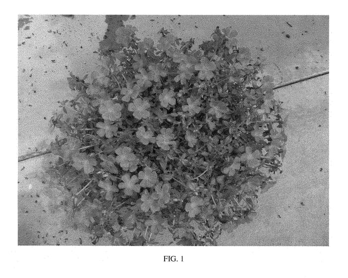 Figure 1 of US plant patent PP28526, the photograph of SAKPOR011 printed in the patent.