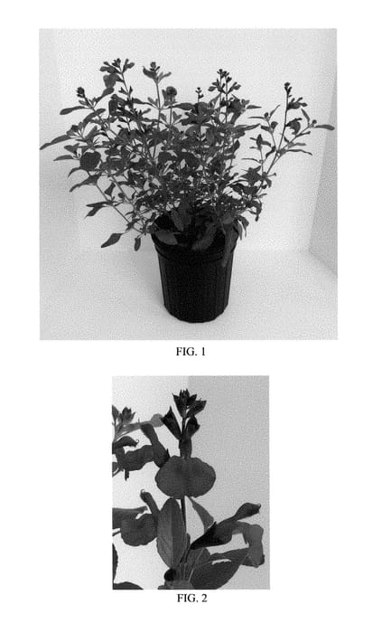 Figure 1 of US plant patent PP28527, the photograph of Balmircher printed in the patent.