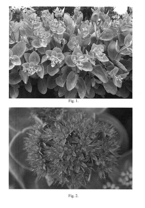Figure 1 of US plant patent PP28528, the photograph of Pillow Talk printed in the patent.
