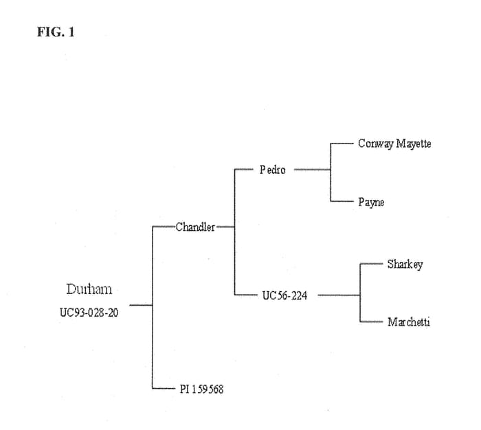 Figure 1 of US plant patent PP28529, the photograph of Durham printed in the patent.