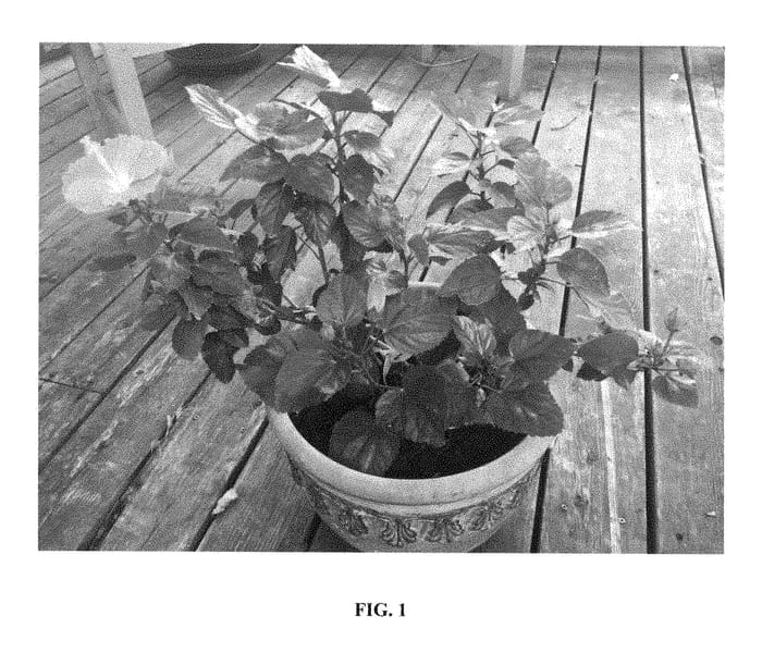 Figure 1 of US plant patent PP28530, the photograph of Lanwabash printed in the patent.