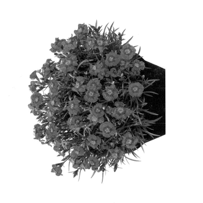 Figure 1 of US plant patent PP28531, the photograph of Hilesmay printed in the patent.
