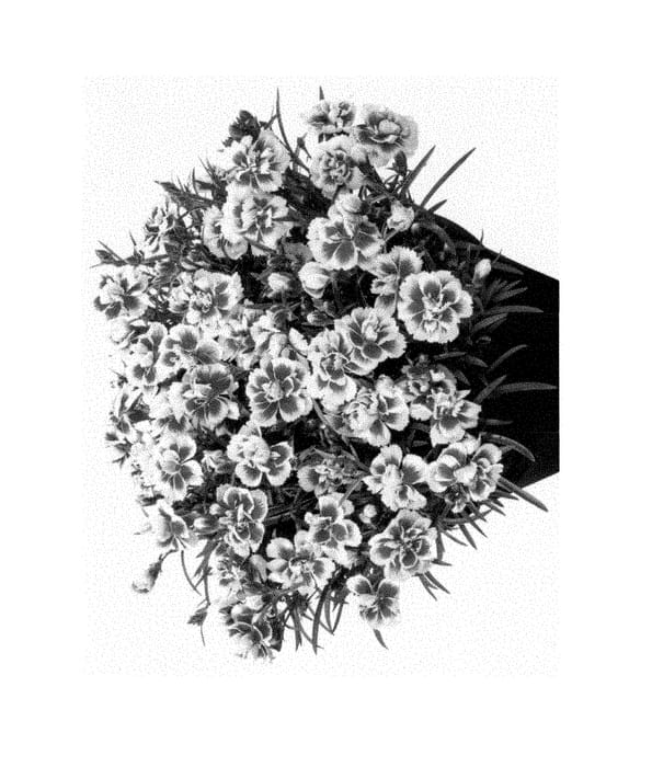 Figure 1 of US plant patent PP28532, the photograph of Hilodeamy printed in the patent.