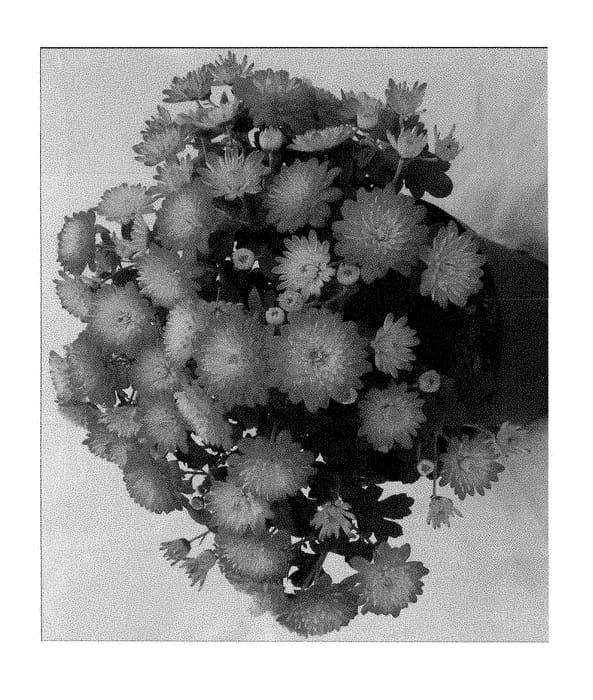 Figure 1 of US plant patent PP28533, the photograph of Fidaysofla printed in the patent.