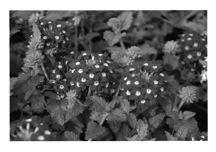 Figure 1 of US plant patent PP28534, the photograph of KLEVP15483 printed in the patent.
