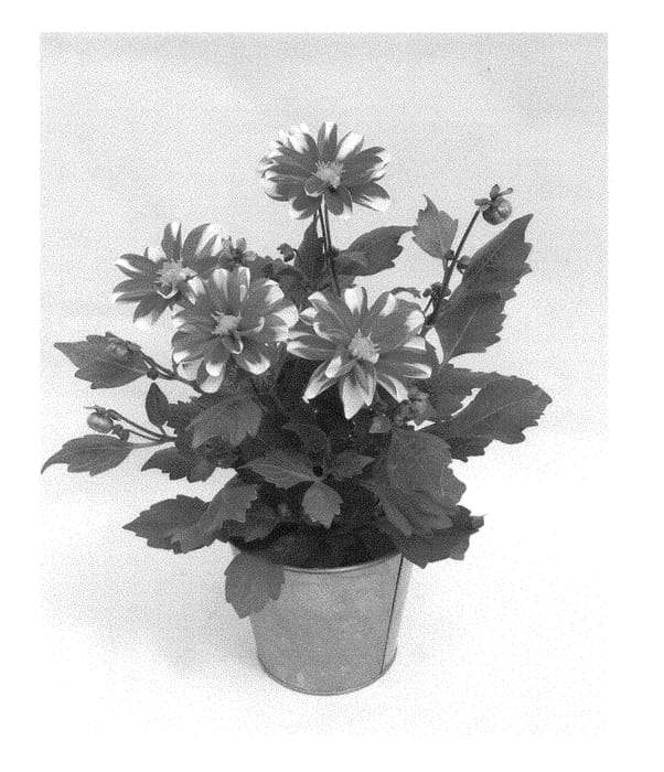 Figure 1 of US plant patent PP28535, the photograph of KLEDH15076 printed in the patent.