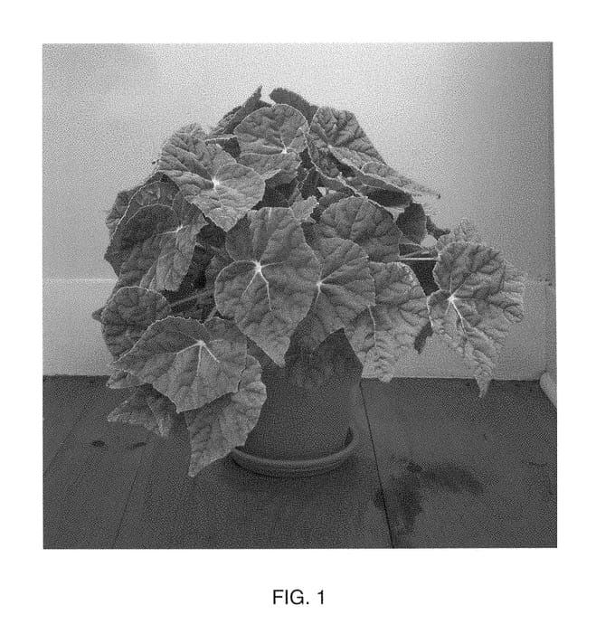 Figure 1 of US plant patent PP28536, the photograph of AUEMB printed in the patent.
