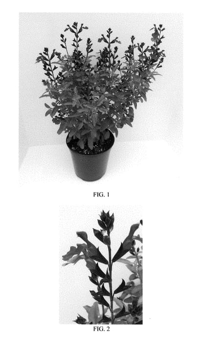 Figure 1 of US plant patent PP28537, the photograph of Balmirbur printed in the patent.