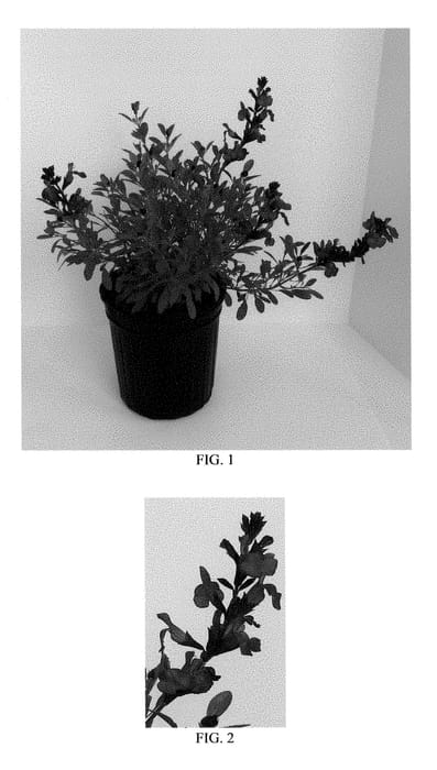 Figure 1 of US plant patent PP28538, the photograph of Balmirdepur printed in the patent.
